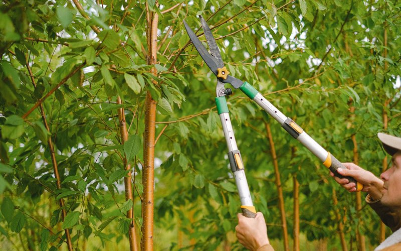 Tree trimming in Unity, OR
