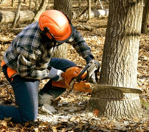 Tree Removal in Unity, OR